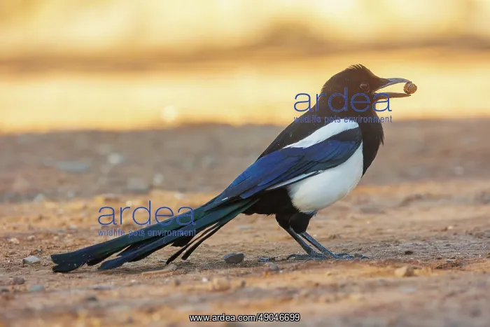 : PIE BAVARDE : PIE BAVARDE