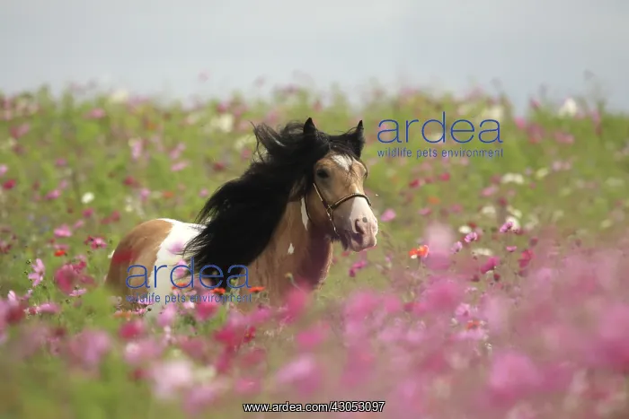 : Pie palomino Irish cob Stallion in flowering fallow France : Pie palomino Irish cob Stallion in flowering fallow France