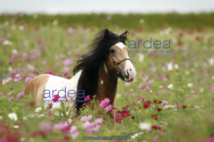 : Pie palomino Irish cob Stallion in flowering fallow France : Pie palomino Irish cob Stallion in flowering fallow France