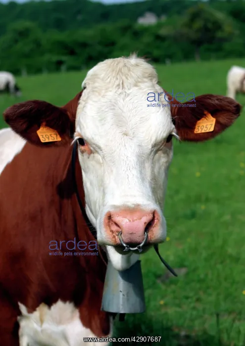 : Pie Rouge cow - close-up of head with tagged ears : Pie Rouge cow - close-up of head with tagged ears
