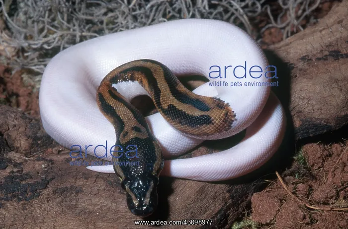 : Piebald Ball Python : Piebald Ball Python