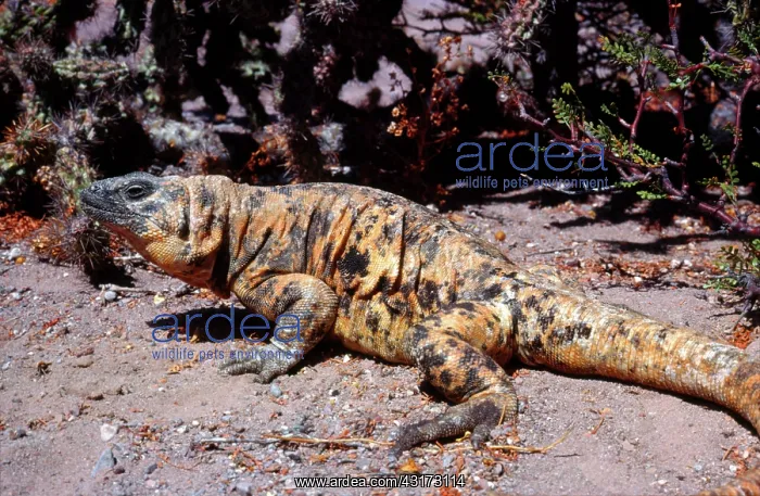 : Piebald Chuckwalla : Piebald Chuckwalla