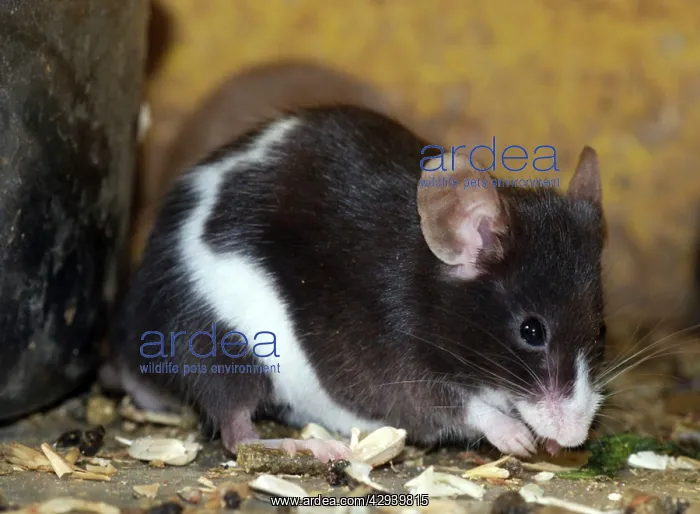  : Piebald mouse
