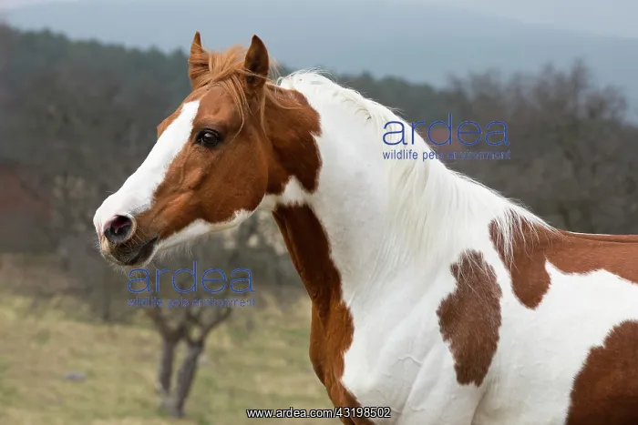 : Piebald pinto stallion, portrait : Piebald pinto stallion, portrait