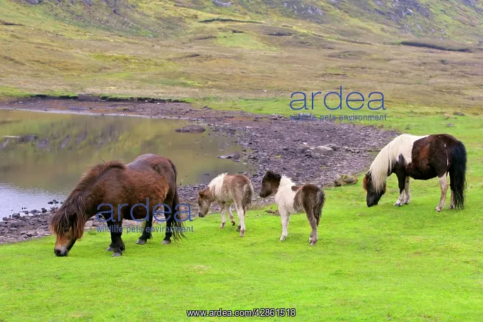 : Piebald Shetland Pony - two adults and two foals : Piebald Shetland Pony - two adults and two foals