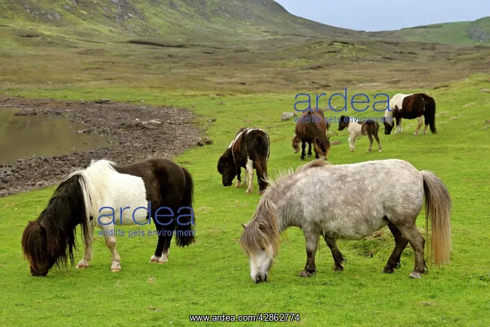 : Piebald Shetland Pony - adults and foals grazing on pasture : Piebald Shetland Pony - adults and foals grazing on pasture