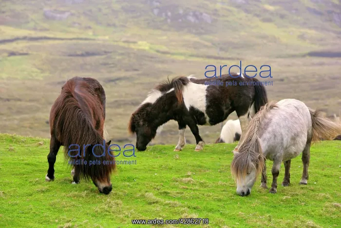 : Piebald Shetland Pony - adults grazing on pasture : Piebald Shetland Pony - adults grazing on pasture