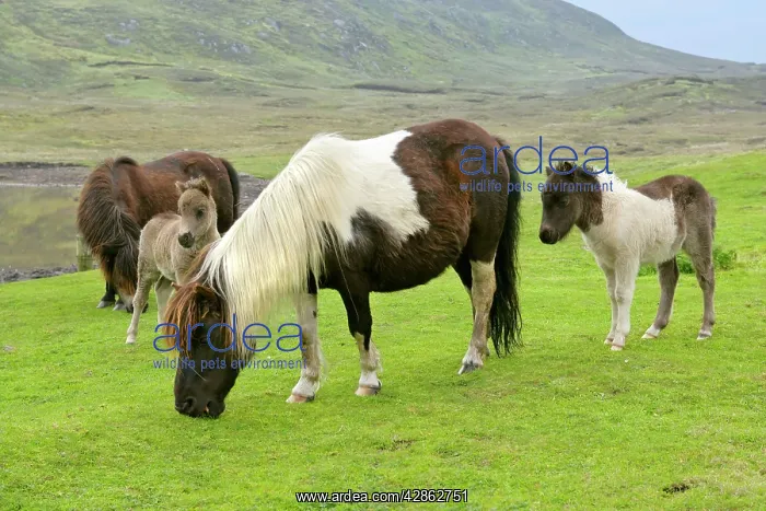 : Piebald Shetland Pony - herd with mares and foals on pasture : Piebald Shetland Pony - herd with mares and foals on pasture