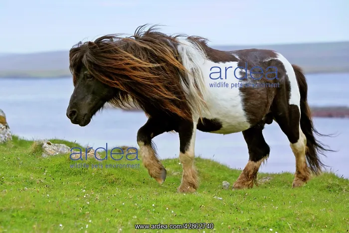  : Piebald Shetland Pony - magnificent leading stud