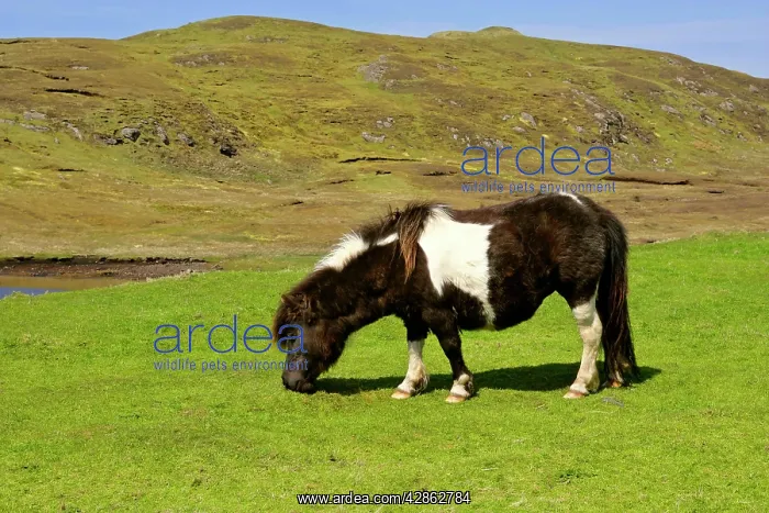: Piebald Shetland Pony - mare grazing on pasture : Piebald Shetland Pony - mare grazing on pasture