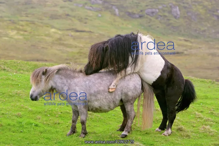 : Piebald Shetland Pony - stud and mare mating : Piebald Shetland Pony - stud and mare mating