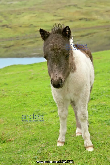: Piebald Shetland Pony - front view of cute foal : Piebald Shetland Pony - front view of cute foal