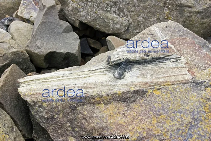 : Piece of fossilised tree trunk in exposed rocks : Piece of fossilised tree trunk in exposed rocks