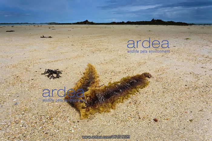 : One piece of seaweed at sunny beach with low tide : One piece of seaweed at sunny beach with low tide