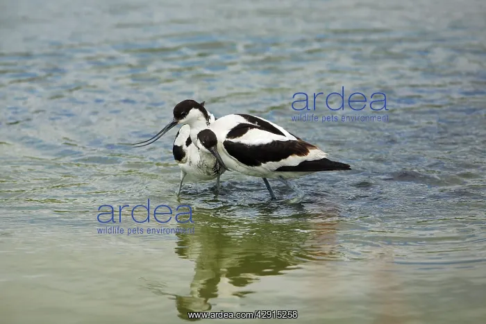 : Pied Avocet - 2 birds fighting over territory : Pied Avocet - 2 birds fighting over territory