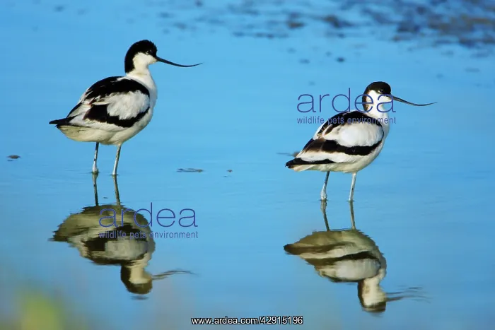 : Pied Avocet - 2 birds resting : Pied Avocet - 2 birds resting