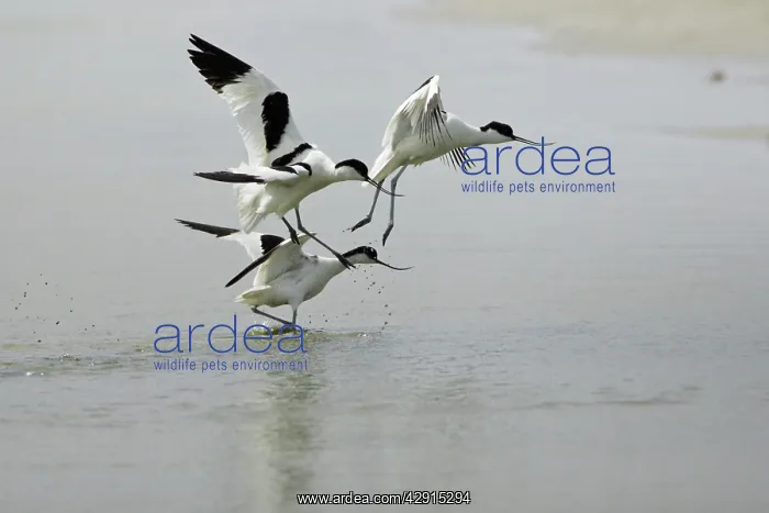 : Pied Avocet - 3 birds fighting over territory : Pied Avocet - 3 birds fighting over territory