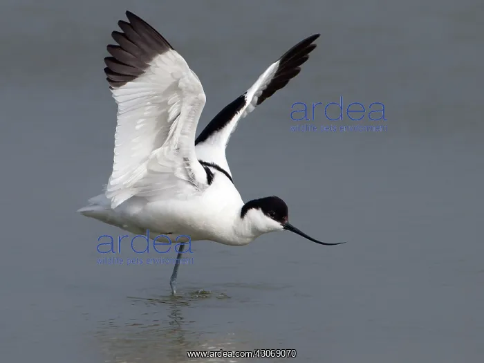 : Pied Avocet : Pied Avocet