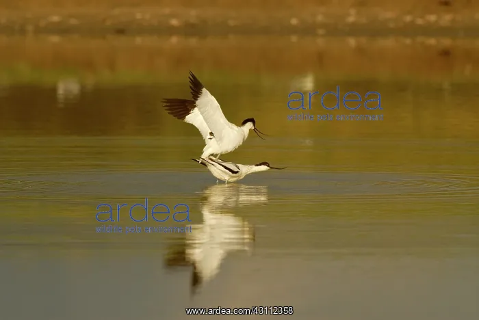 : Pied Avocet : Pied Avocet