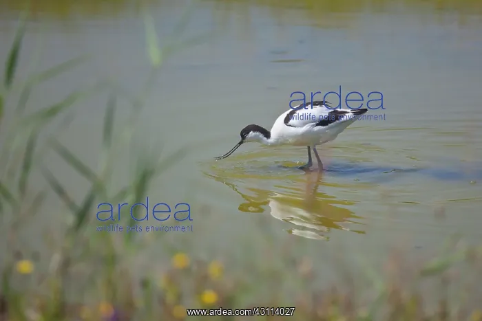 : Pied Avocet : Pied Avocet