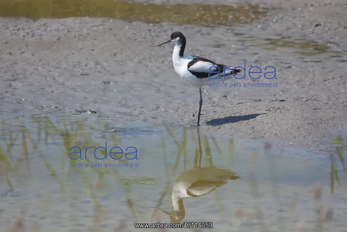 : Pied Avocet : Pied Avocet