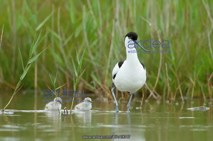 : Pied Avocet : Pied Avocet