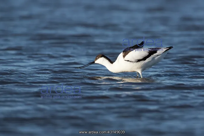 : Pied Avocet : Pied Avocet
