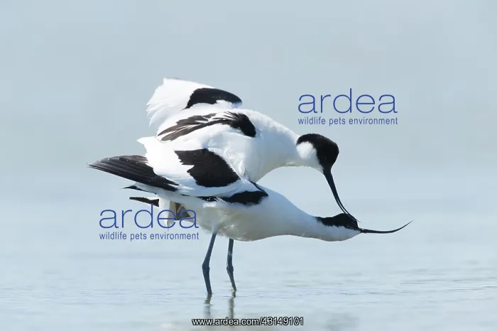 : Pied Avocet : Pied Avocet