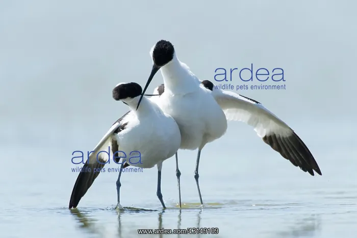: Pied Avocet : Pied Avocet