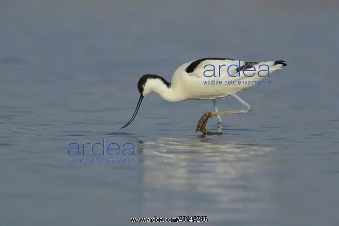 : Pied Avocet : Pied Avocet