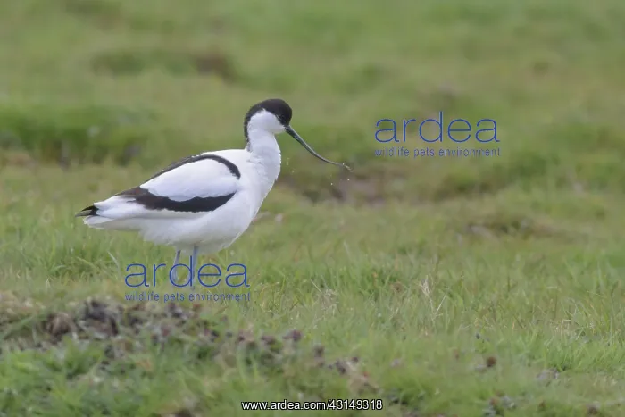 : Pied Avocet : Pied Avocet