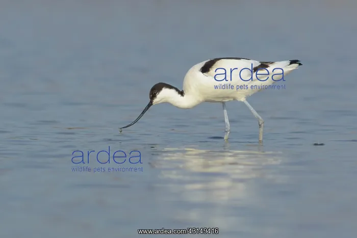 : Pied Avocet : Pied Avocet