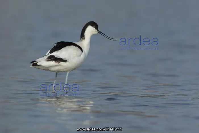 : Pied Avocet : Pied Avocet