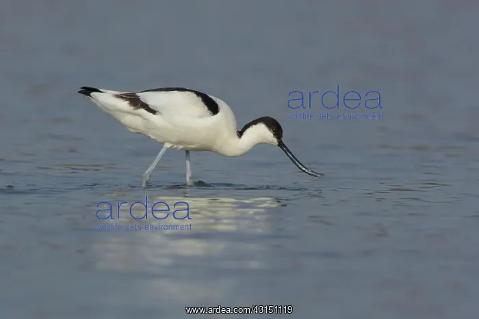 : Pied Avocet : Pied Avocet