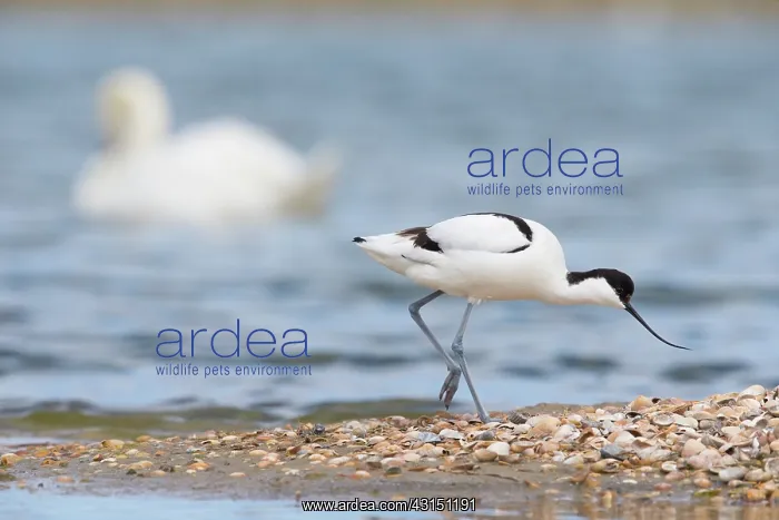 : Pied Avocet : Pied Avocet