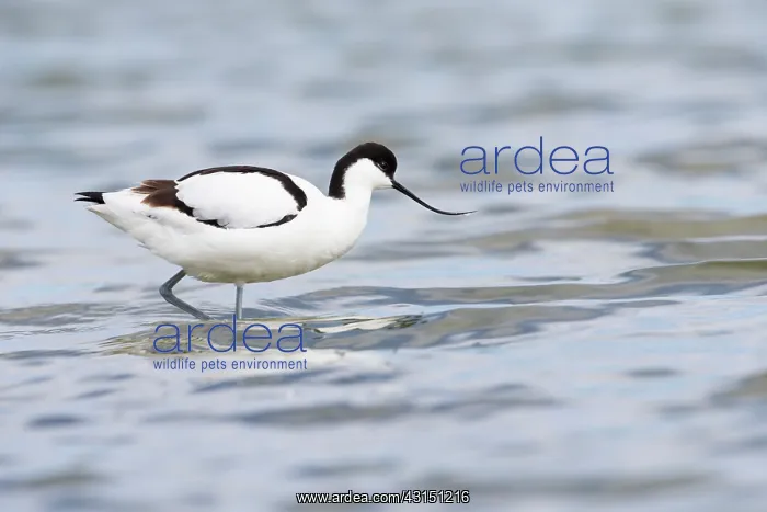 : Pied Avocet : Pied Avocet
