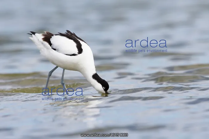  : Pied Avocet