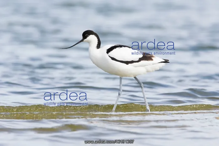 : Pied Avocet : Pied Avocet