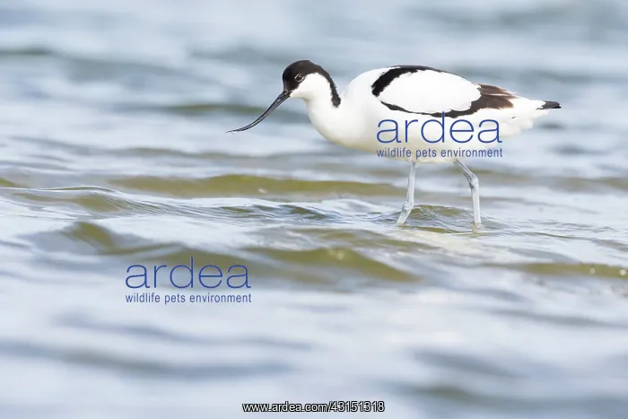 : Pied Avocet : Pied Avocet