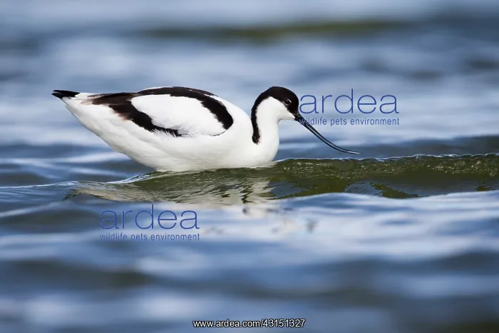 : Pied Avocet : Pied Avocet