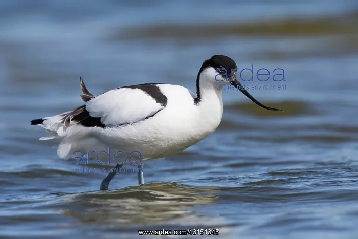: Pied Avocet : Pied Avocet