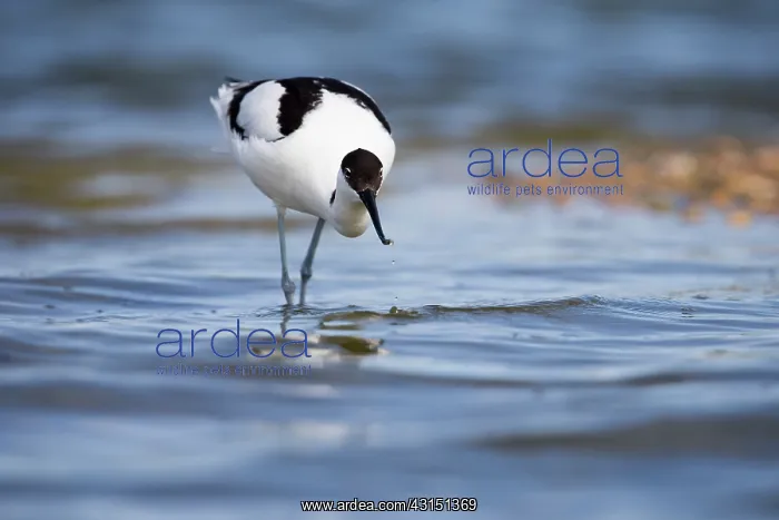 : Pied Avocet : Pied Avocet