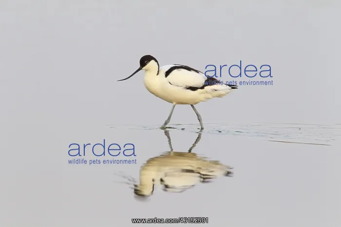: Pied Avocet : Pied Avocet