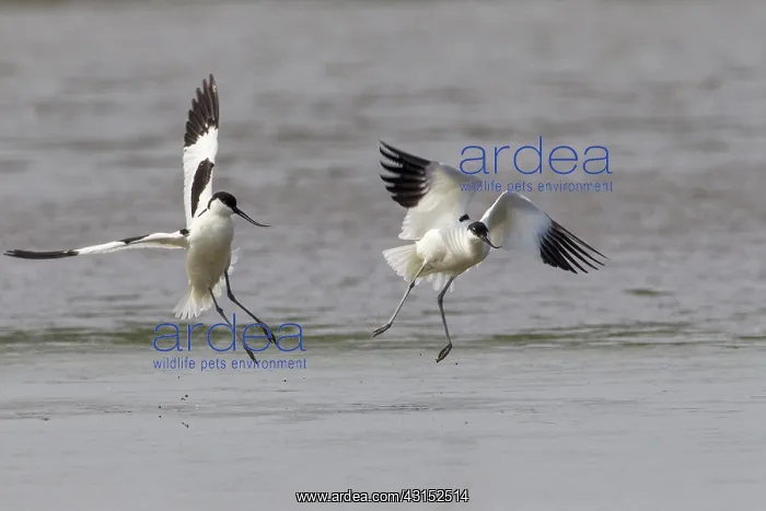 : Pied Avocet : Pied Avocet