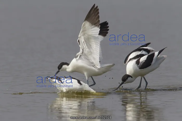: Pied Avocet : Pied Avocet