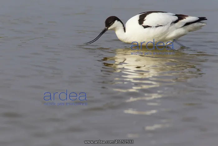 : Pied Avocet : Pied Avocet