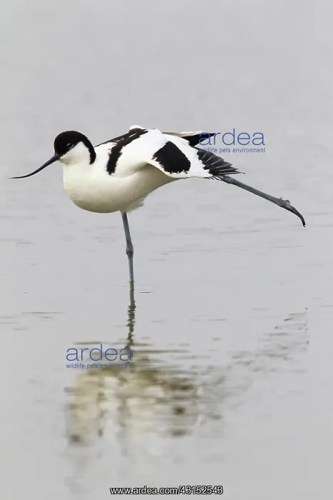 : Pied Avocet : Pied Avocet