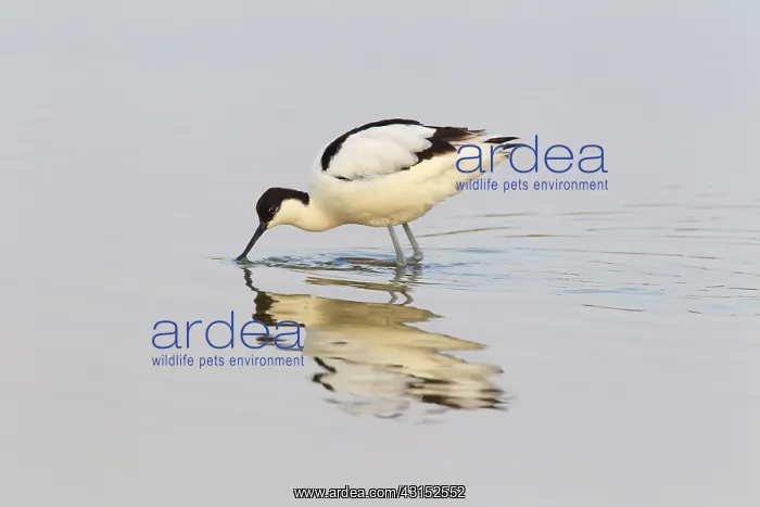 : Pied Avocet : Pied Avocet