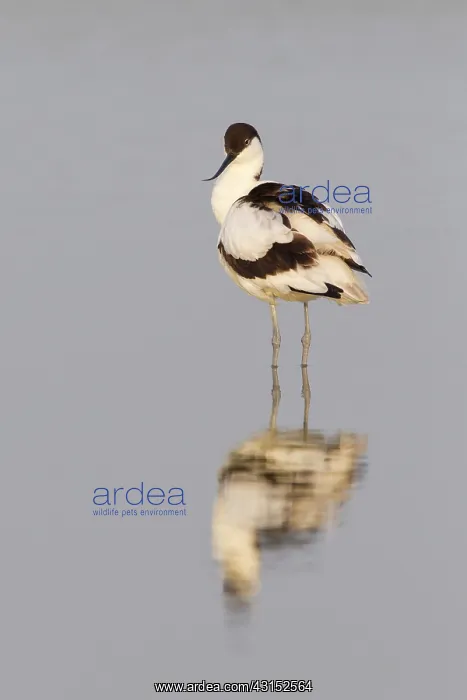: Pied Avocet : Pied Avocet