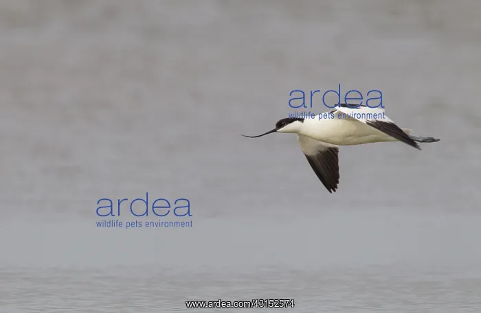 : Pied Avocet : Pied Avocet